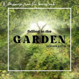 Falling in the Garden (Genesis 3:17-19)